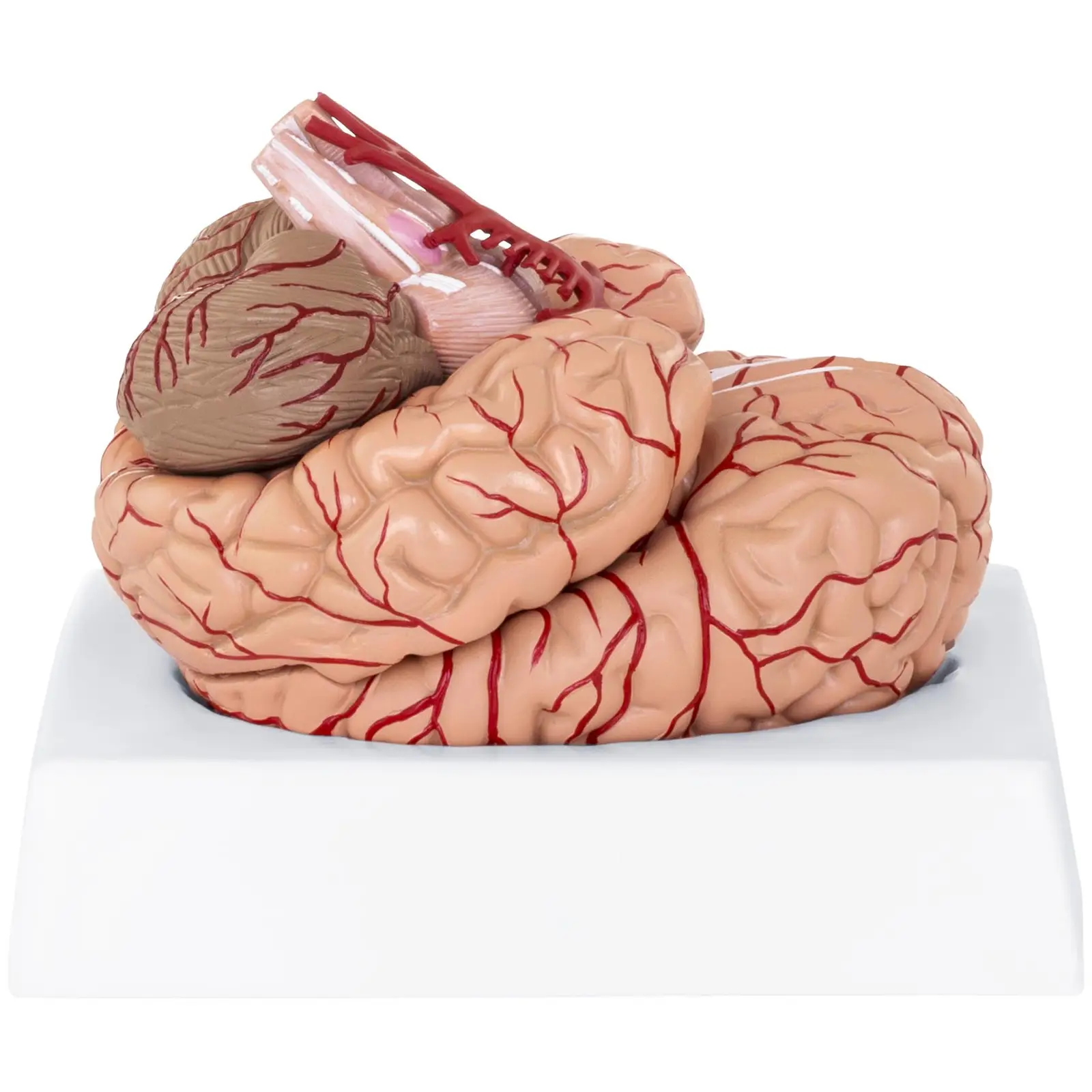 Maquette anatomique cerveau humain - 9 segments - grandeur nature