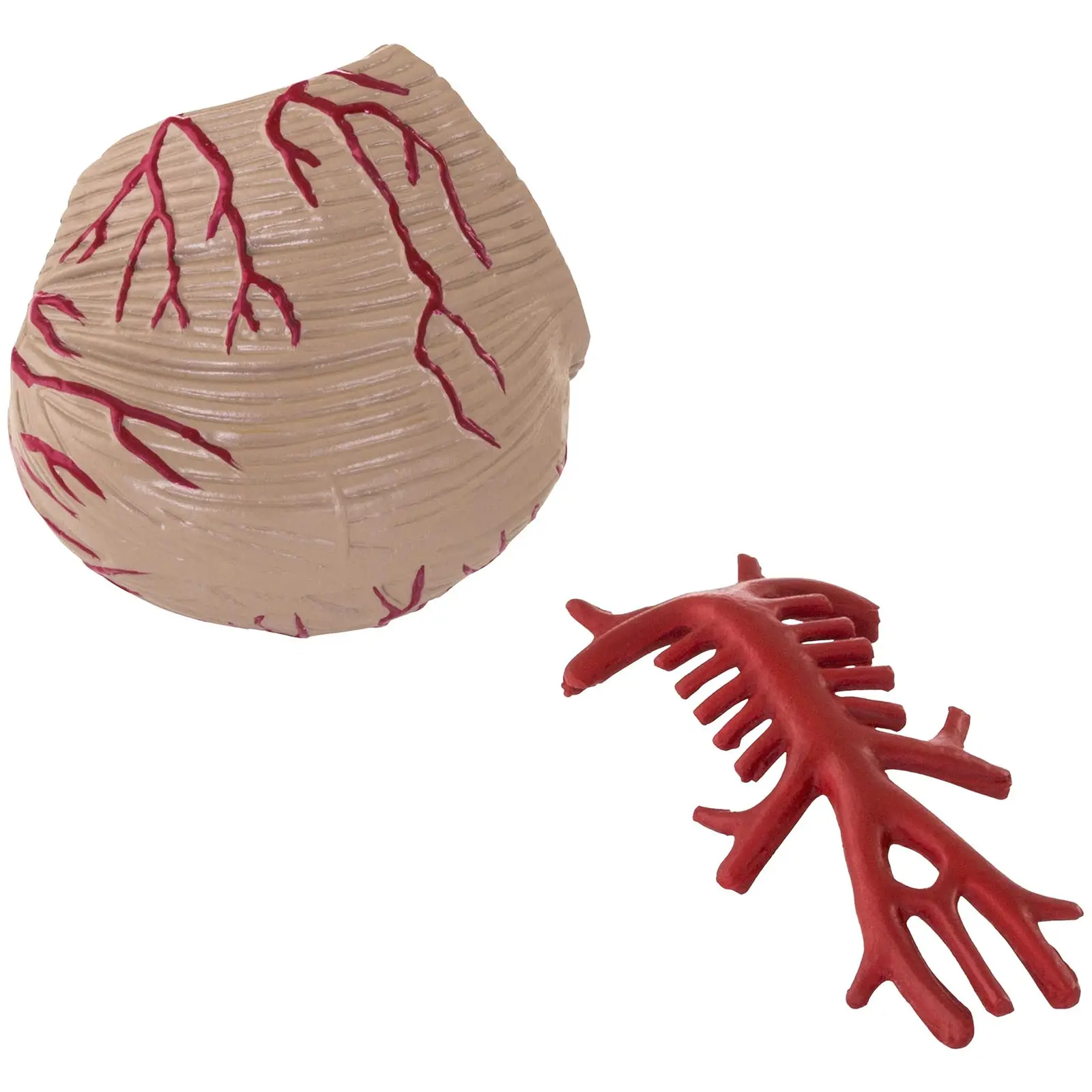 Maquette anatomique cerveau humain - 9 segments - grandeur nature
