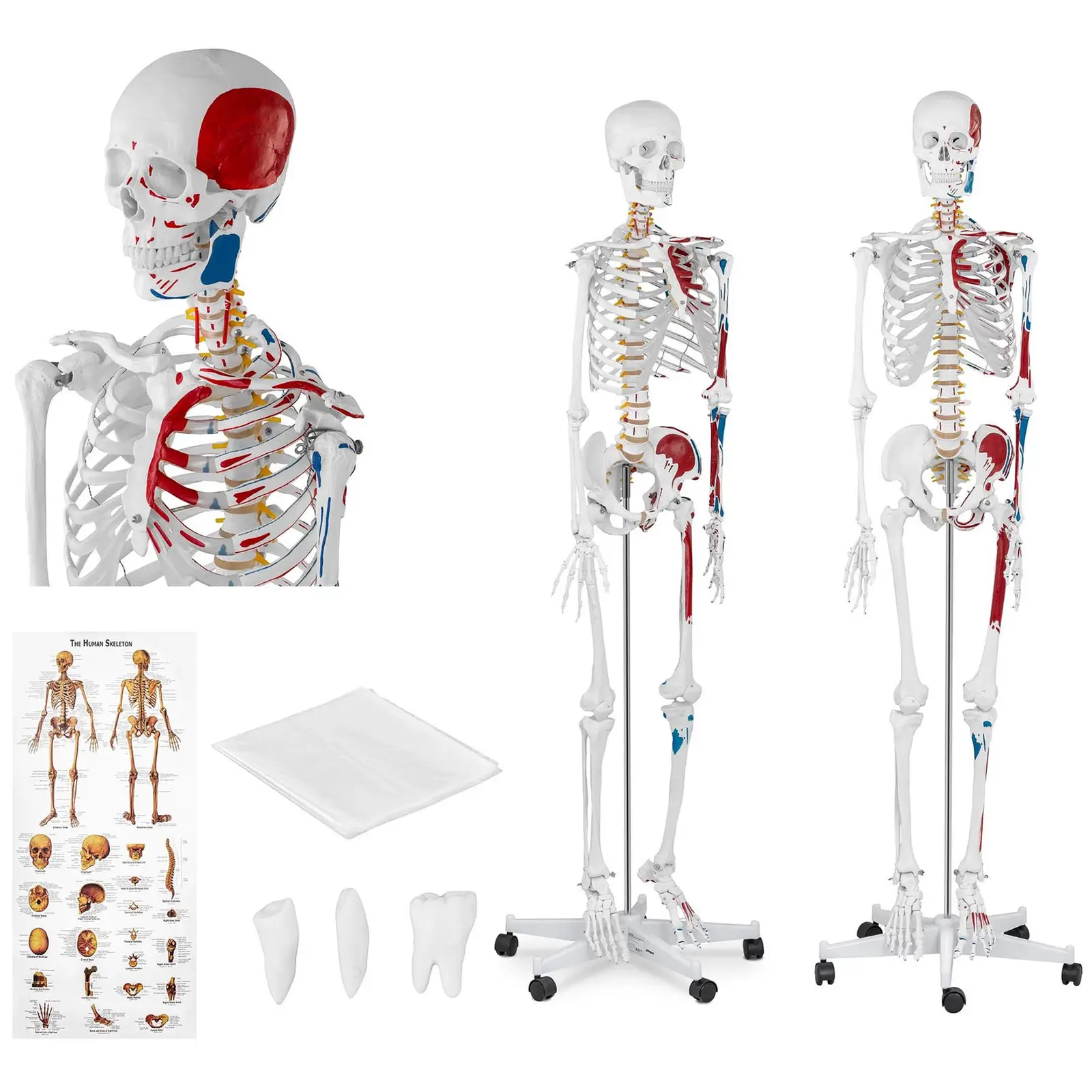 Maquette du squelette humain - grandeur nature - colorée