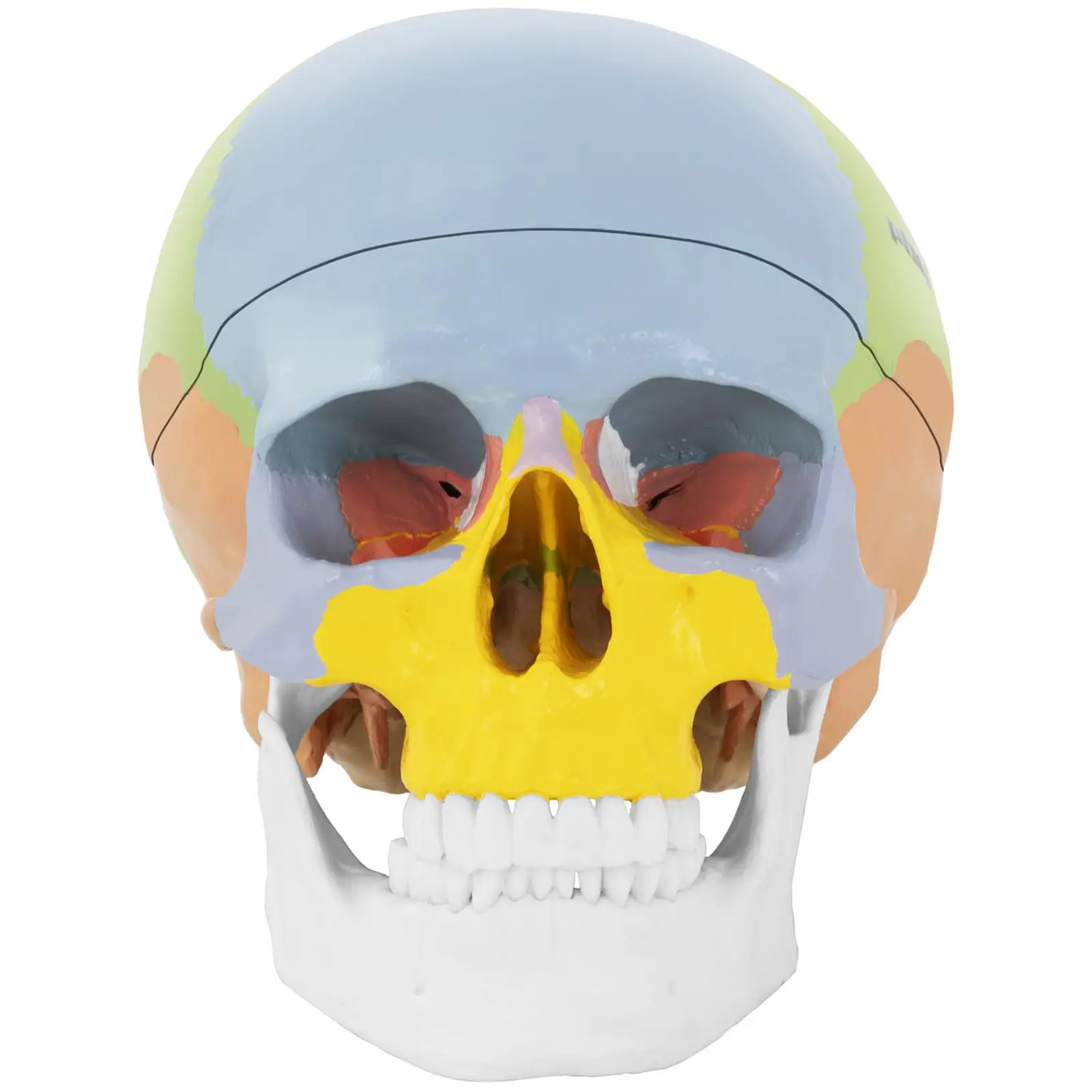 Illustration Anatomique Du Crâne Humain
