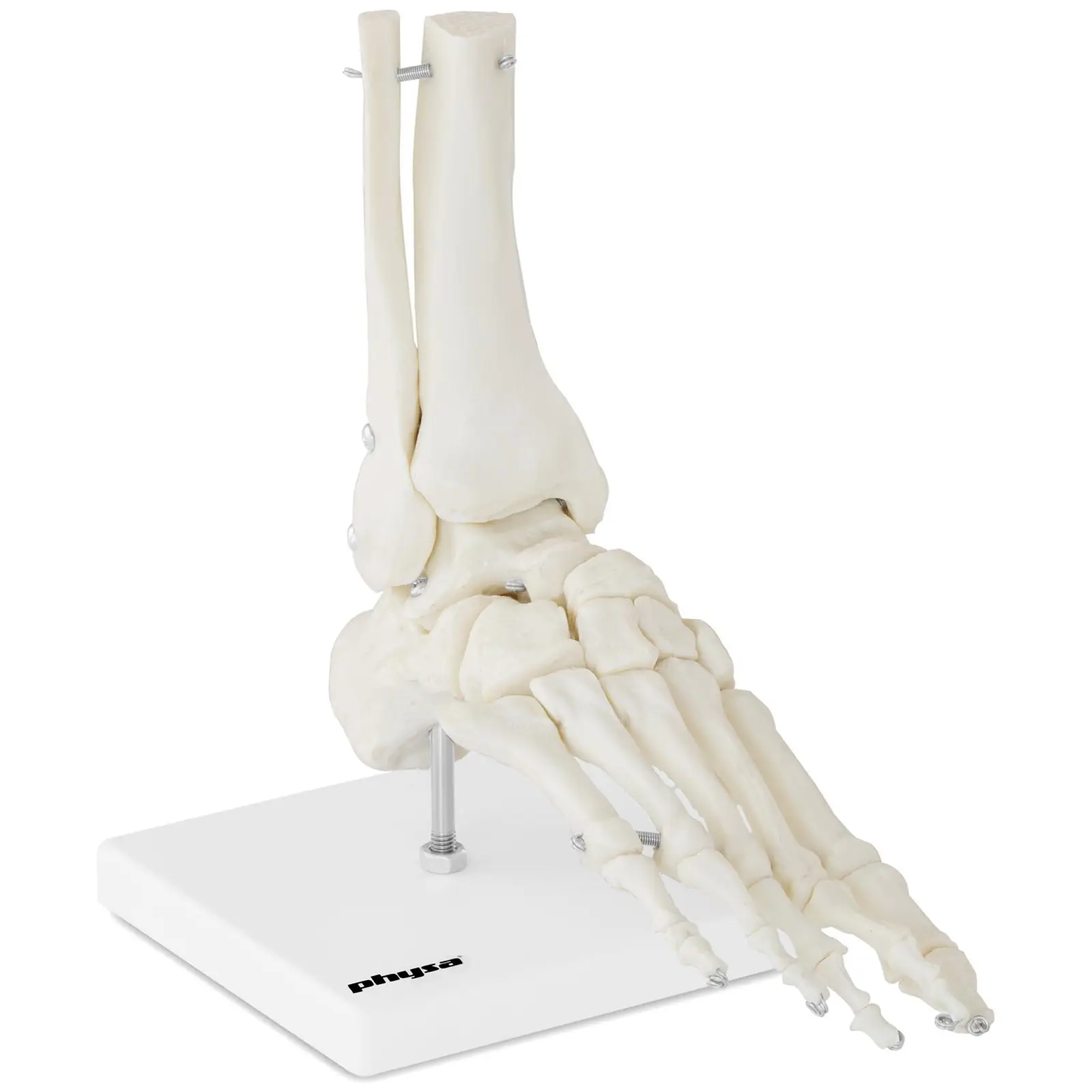 Maquette anatomique pied humain