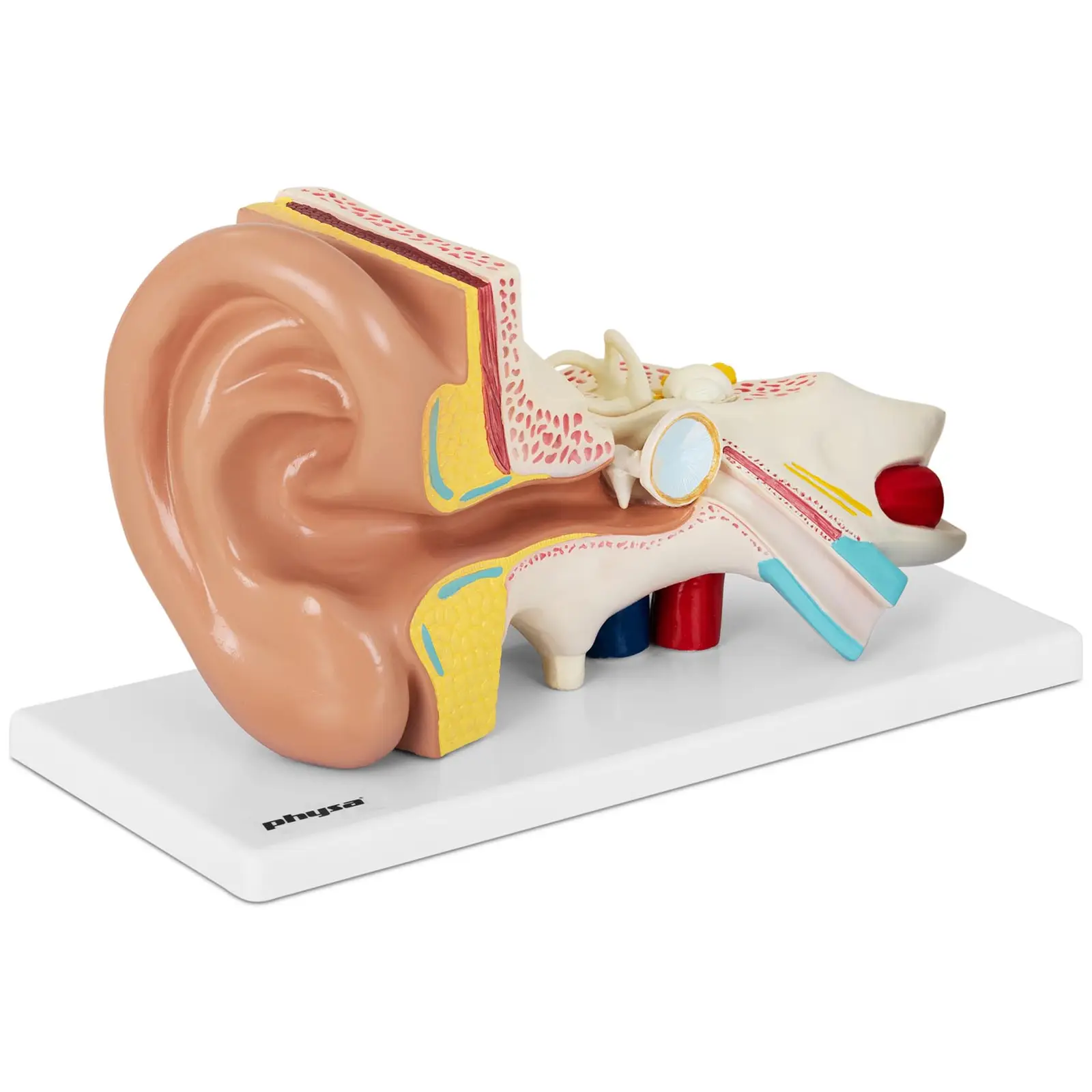 Maquette anatomique de l’oreille humaine - En 4 parties - 2 fois la taille réelle